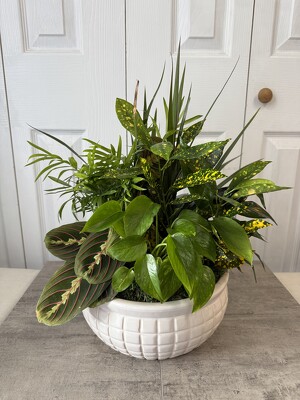 Ceramic Dish Garden 10 Inch from Aladdin's Floral in Idaho Falls